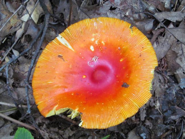 Mushroom of the week!