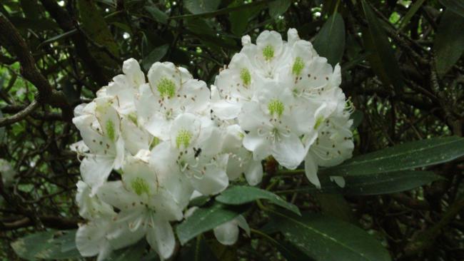 Some of the Rosebay Rhododendrons are still blooming.