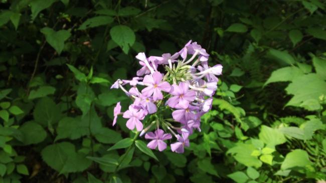 Lots of summertime wildflowers! Here we have Wild Blue Phlox (Phlox divaricata).