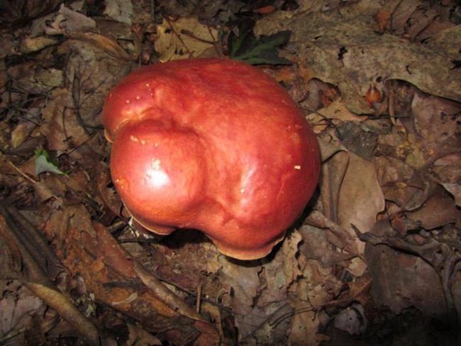 Mushroom of the Week!