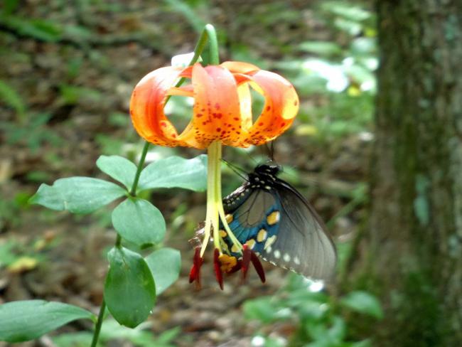 Beautiful Carolina Lily with a Black Swallowtail Butterfly!