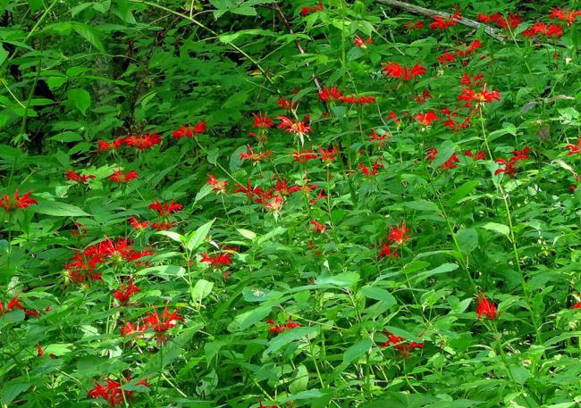 A large patch of Red Bee Balm (Monarda didyma)