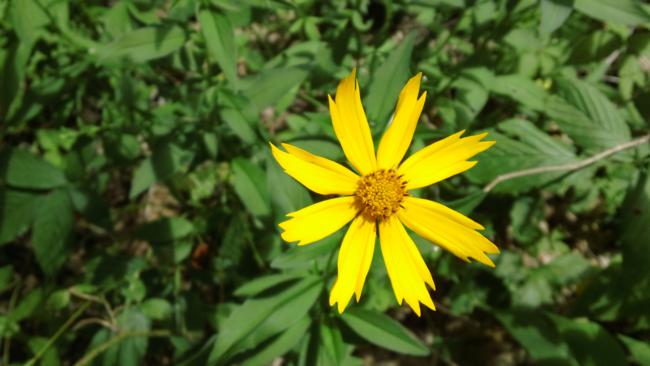 Lance-leaved Coreopsis.