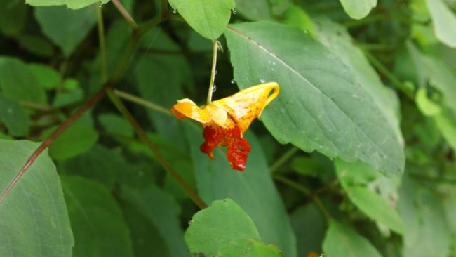 Spotted Jewelweed (Impatiens capensis) a member of the Touch-Me-Not family.