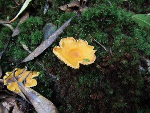 Mushroom of the week!