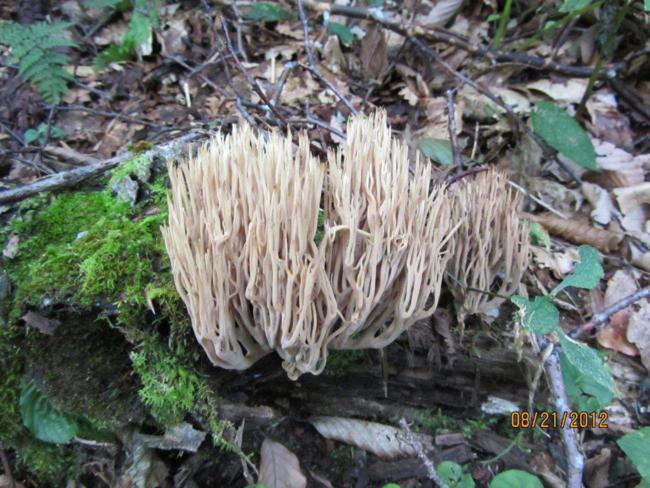 Fungus of the week!