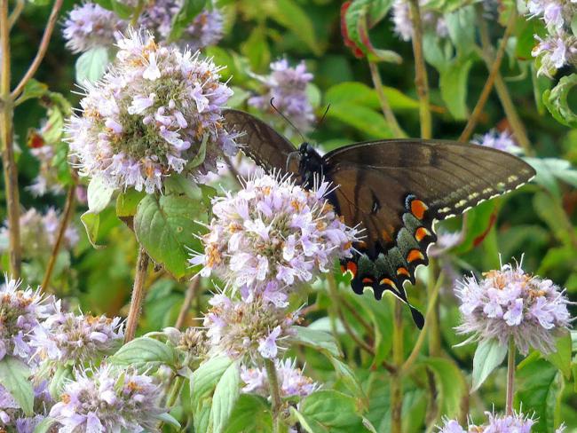 Butterfly enjoying the Mountain Mint blossoms.