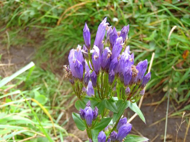 Stiff Gentian (Gentiana quinquefolia)