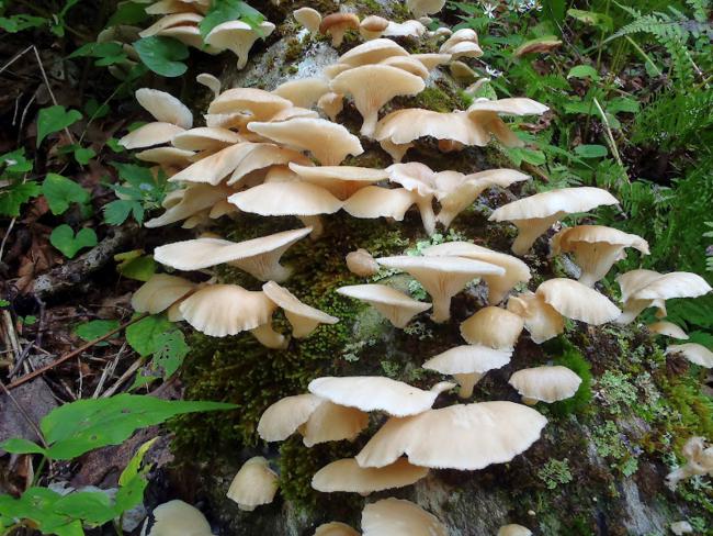 It was a great day for mushrooms!