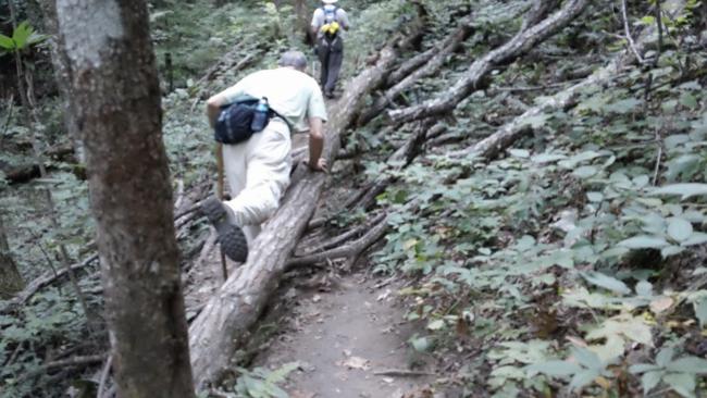 We have a tree down across the trail at the .4 mile mark. Fairly easy to pass.