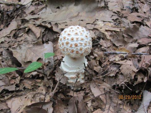 Another great day for mushrooms!