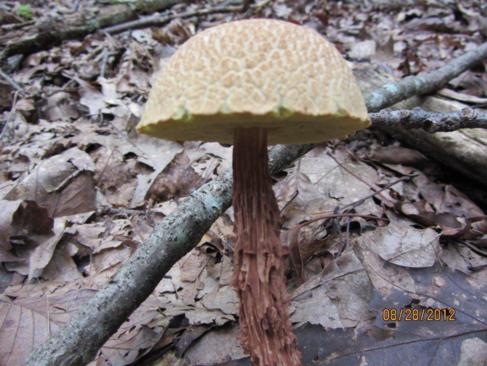 Mushroom of the Week!