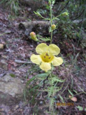 Wildflower of the Week - False Foxglove.