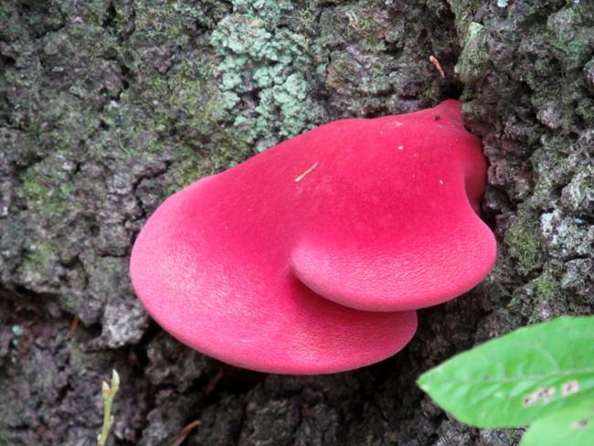 Fungus of the Week!