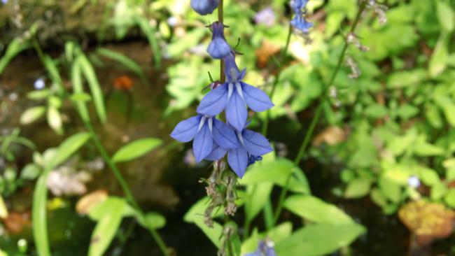 Blue Lobelia