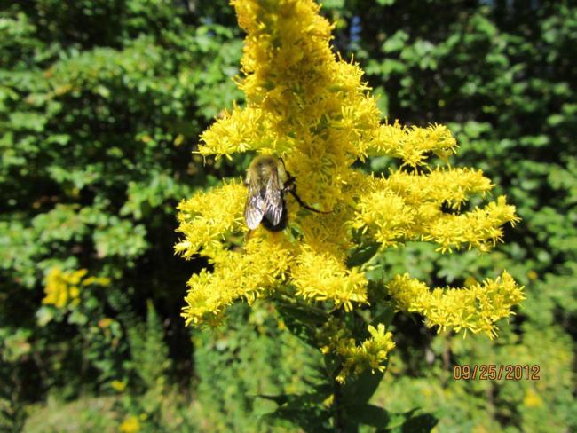 Bee enjoying the Goldenrod.