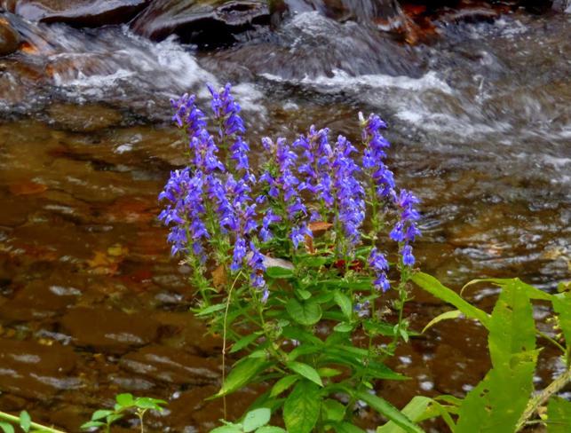 Wildflower of the Week - Blue Lobelia on the creek bank.