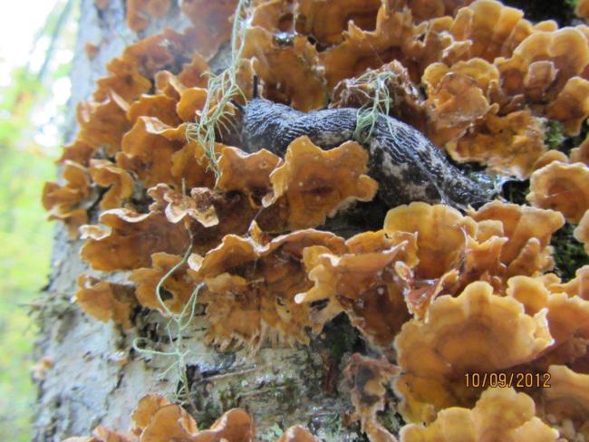 Fungus of the Week! with a visiting slug!