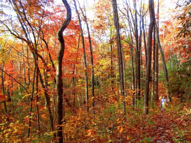 Amazing color in the woods today!