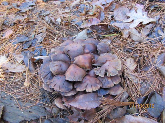 Mushrooms of the week!!