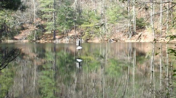 Wood Duck nesting box on Dockery Lake.