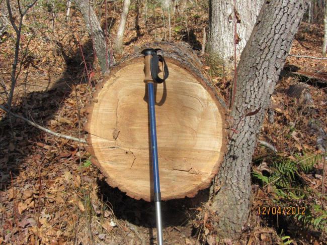 We saw signs of recent trail maintenance as this large tree was cleared from the trail.