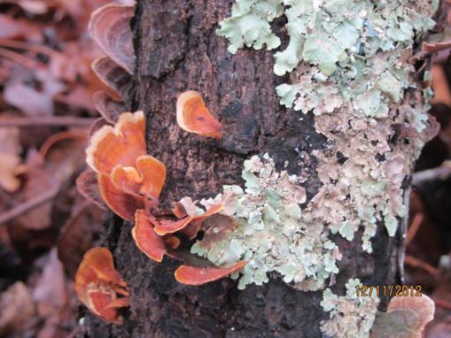 Fungus (L) Lichen (R).