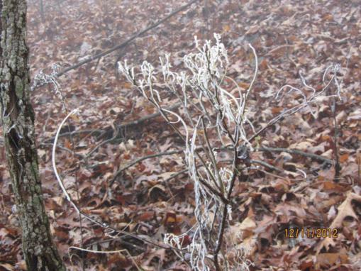 A glazed shrub.