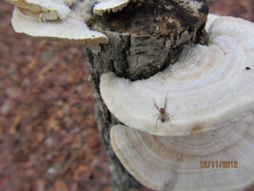 Fungus and spider of the week!