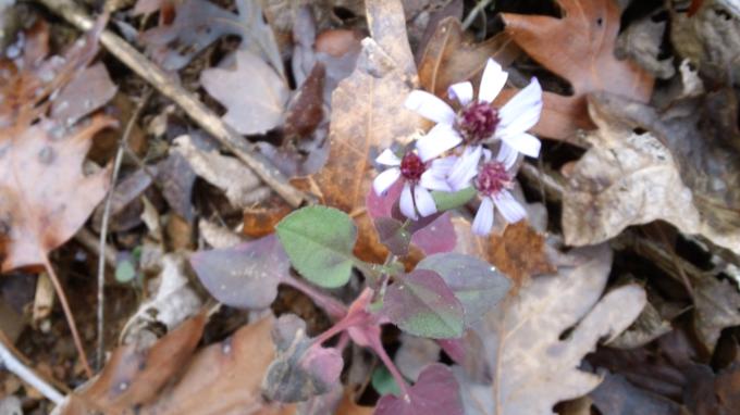 One surviving wildflower of autumn!
