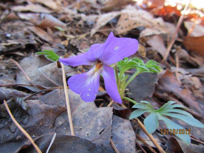 We were surprised to see this Birdsfoot Violet!