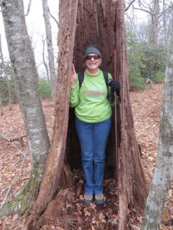 We pass this old hollow tree.