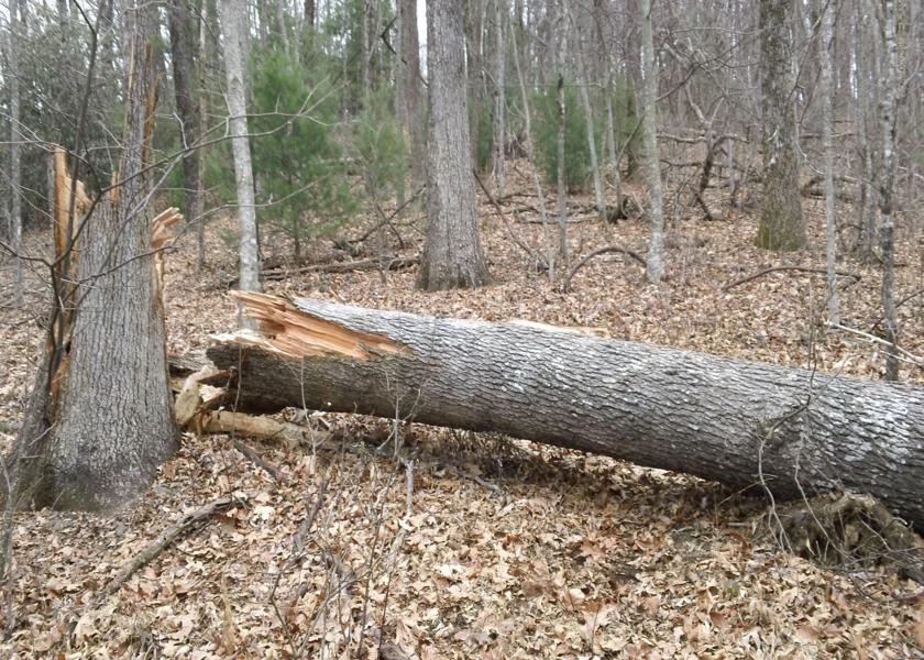 There were a couple of large blowdowns but they were easy to walk around.