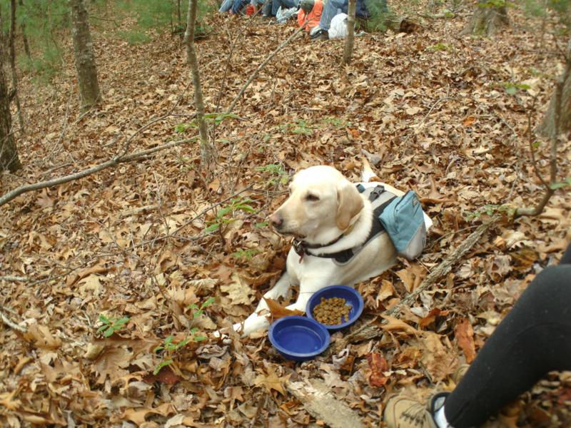Dogs gotta eat too!