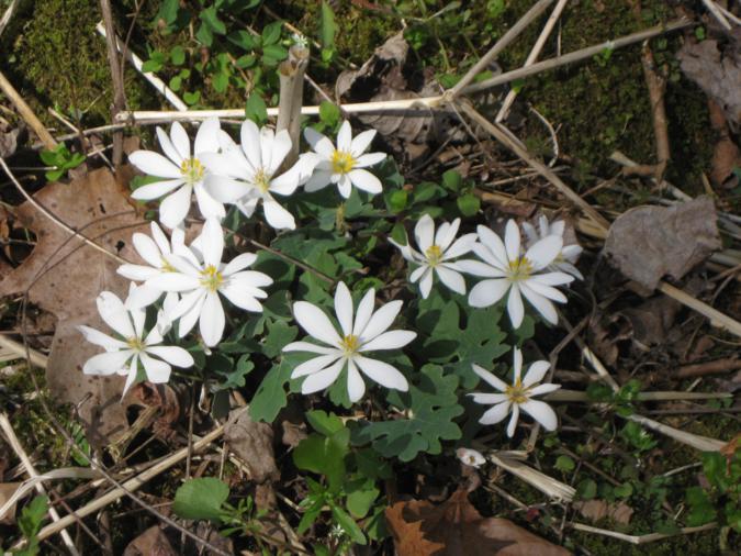 Wildflower of the Week! Bloodroot