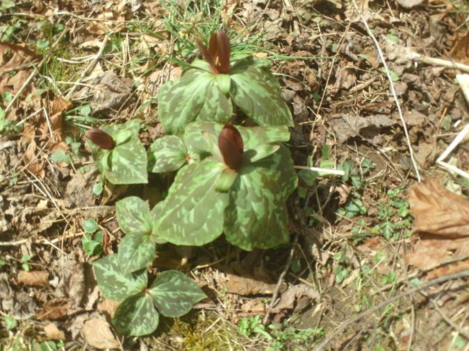 Purple Toadshade Trillium.