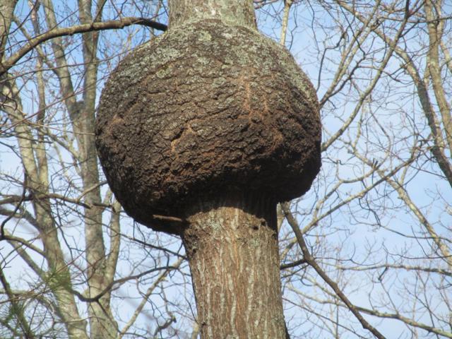 A huge burl on this oak tree!