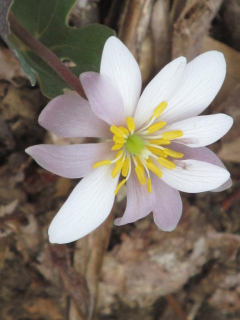Bloodroot!