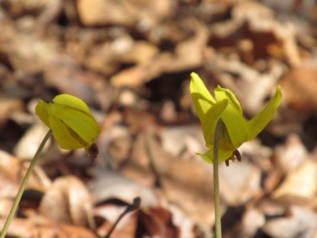 Trout Lilies!