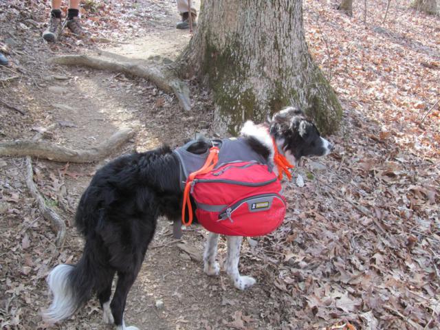 A nice thru-hiking dog.