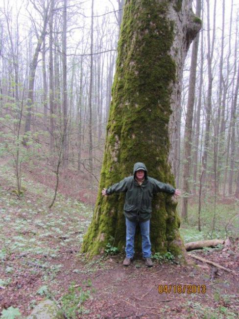 One of the largest Yellow Buckeye Trees in the Southeast!