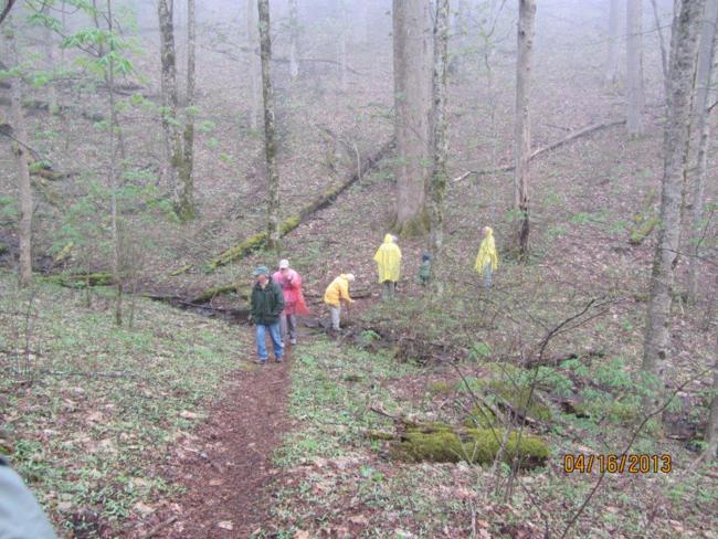 Sosebee Cove is a lush wildflower habitat.