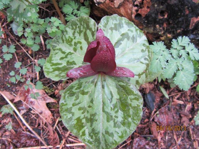 Purple Toadshade Trillium
