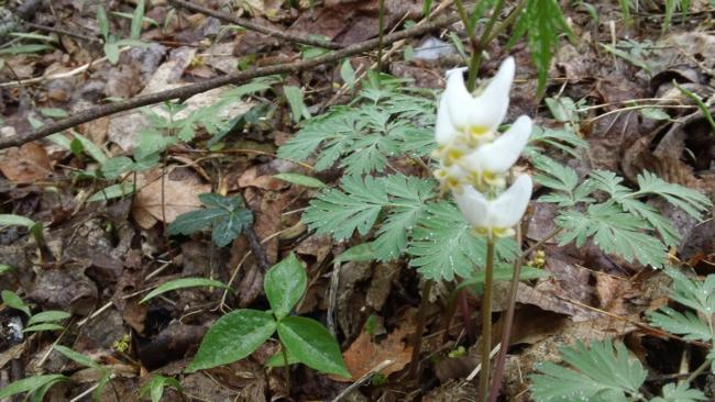 Dutchman's Breeches
