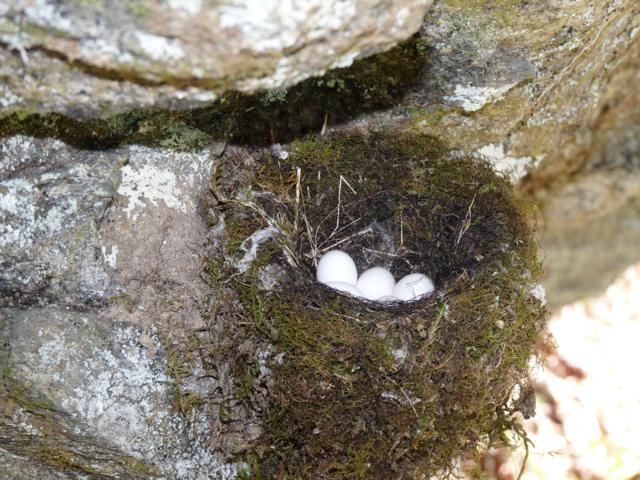 A sure sign of Spring! What kind of bird nest is this?