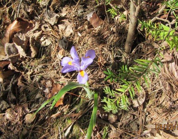 Another sign of Spring! Dwarf Iris