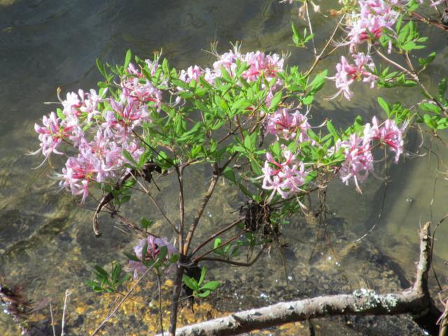 Native Azalea - Pinkster.