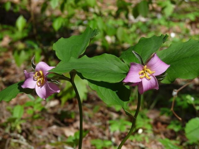 Beautiful Catesby's Trillium!