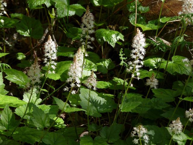 Foamflower!