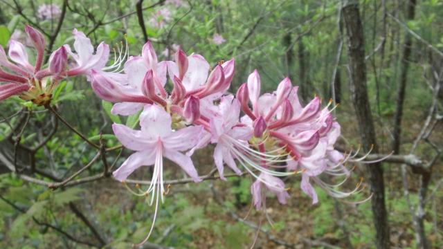 Native Azalea - Pinkster